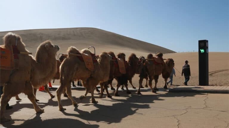 Saudiya Arabistonida tuyalar uchun pasport joriy etiladi