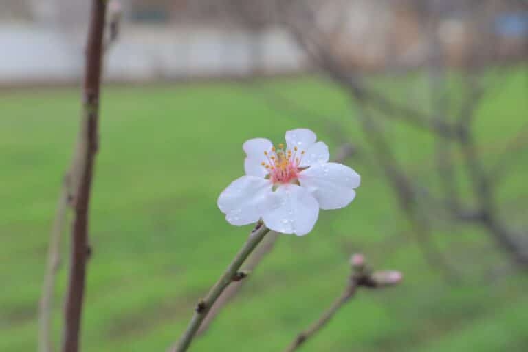 Surxondaryoda bodom gulladi — foto