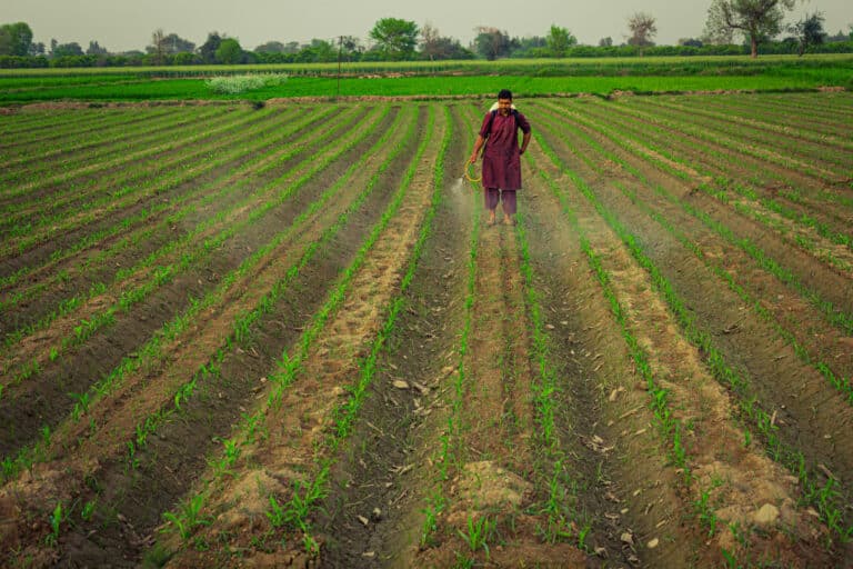 Usta dehqonlarga 75 mln so‘mgacha subsidiya beriladi