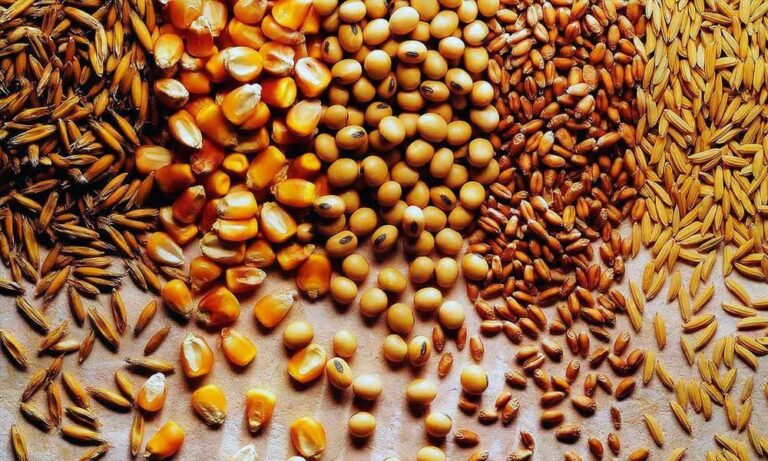 2025-yilda don va dukkakli ekinlar yetishtirish 13 foizga oshdi