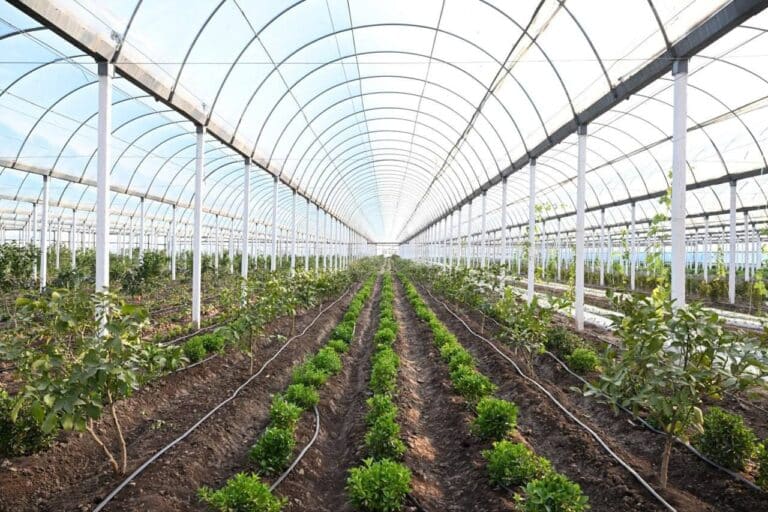 Surxondaroda bir yilda uch marta hosil olish texnologiyasi joriy etiladi