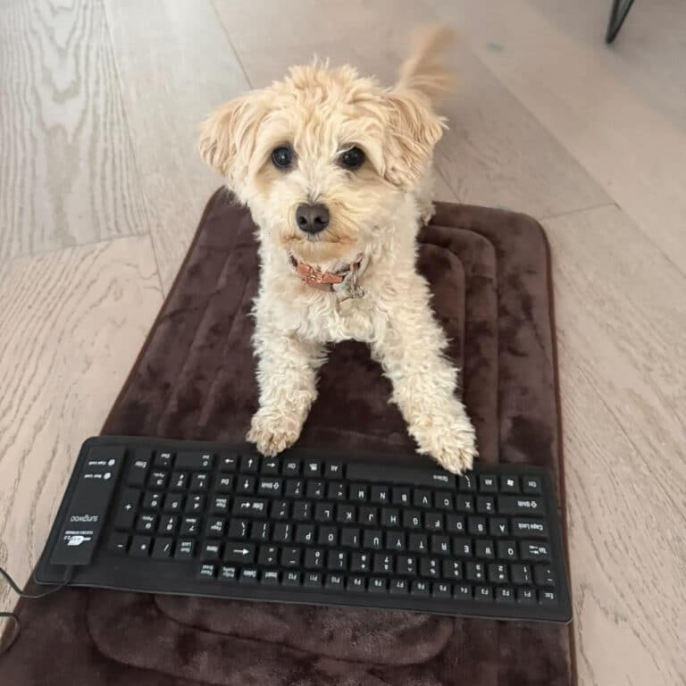 Sobiq Oculus muhandisi itiga o‘yin kodi yozishni o‘rgatdi