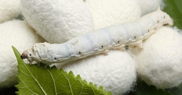 Ipakchilik sohasida yangi subsidiyalar: tutzorlarni olib qo‘yish taqiqlandi