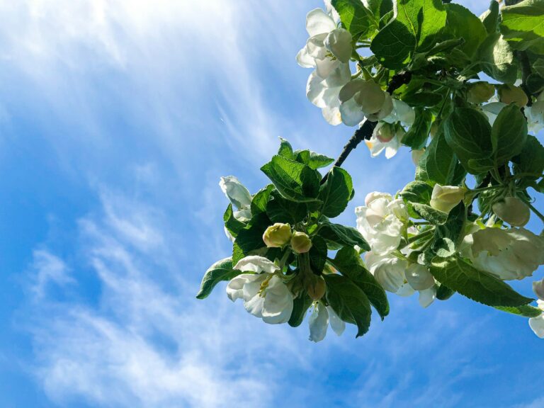 Погода дарит потепление до +20° на 8 марта