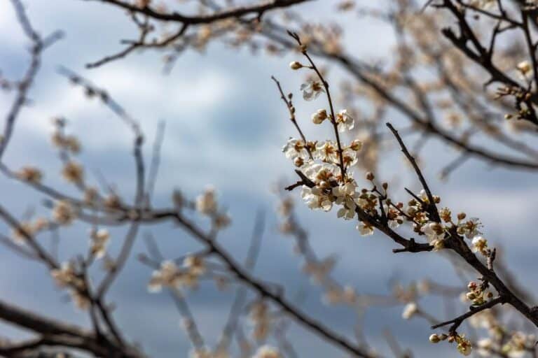 Прогноз погоды 27 марта: в Ташкенте переменная облачность и +29° днем