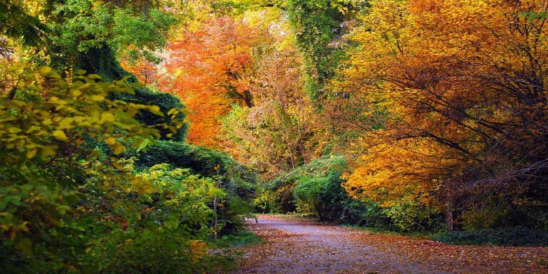 Botanika bog‘ida velosiped va samokatlar harakati taqiqlandi