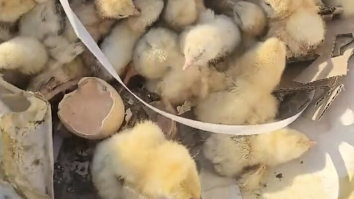 Около ста цыплят вылупились из испорченных яиц на свалке в Казахстане — видео