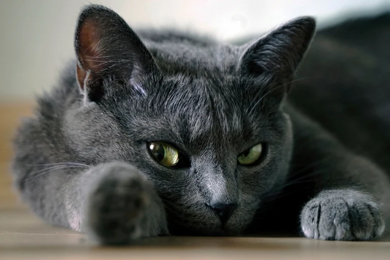 Лишение свободы до года. Экопартия готовит законопроект по защите животных