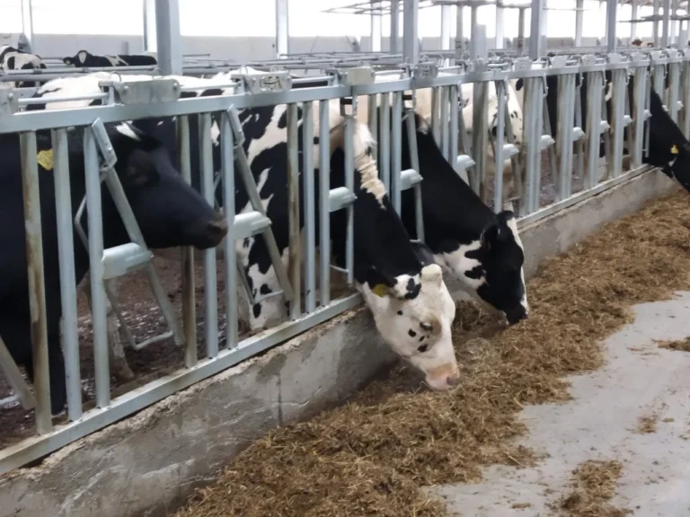 С начала года импорт скота в Узбекистане сократился вдвое — как будут решать проблему