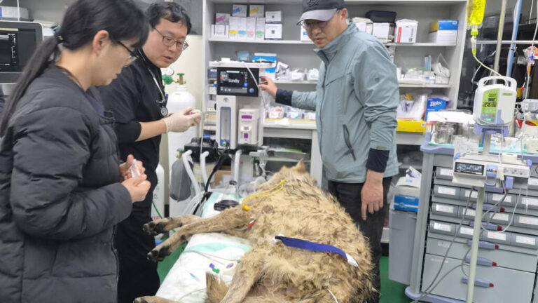 South Korean Wolf Neukgu Captured Safely After Nine-Day Manhunt