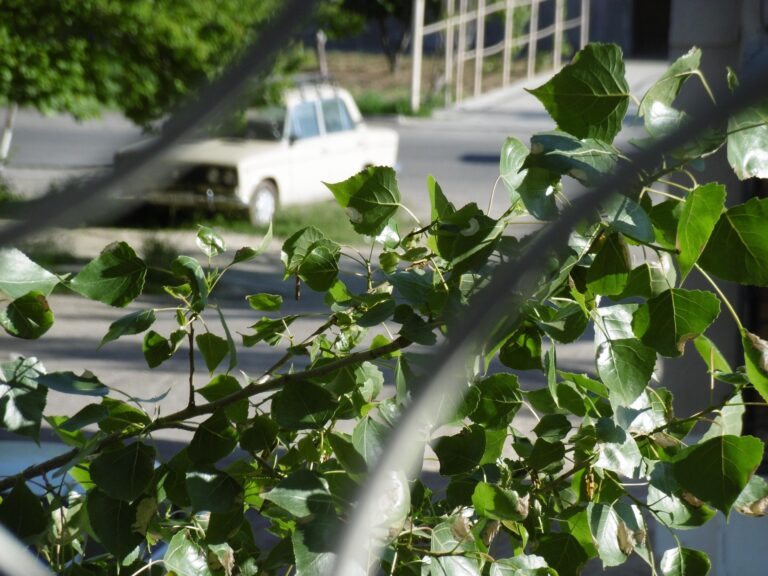 Без осадков и до +30°: какая погода ожидается в Ташкенте 25 апреля