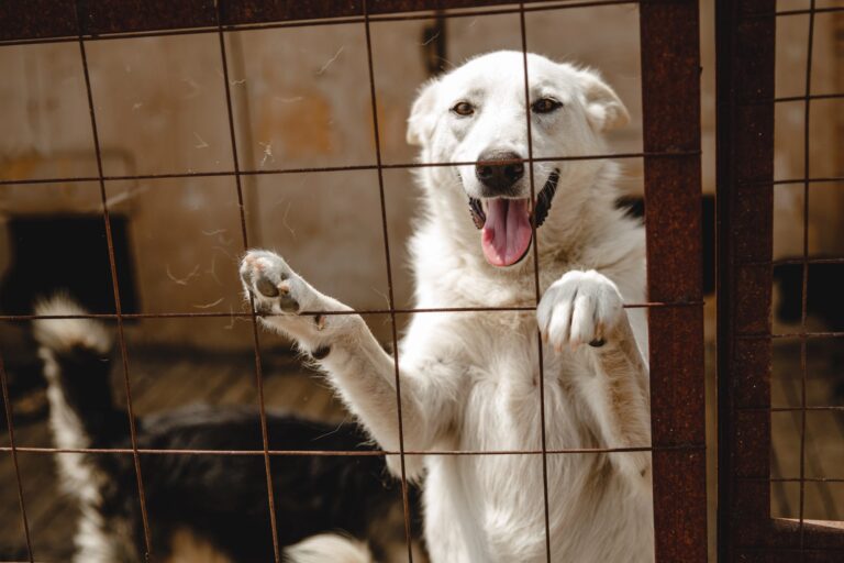 Uzbekistan Drafts New Law to Strengthen Animal Protection