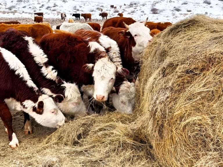 China, Central Asia Struggle to Contain Foot-and-Mouth Disease Outbreak