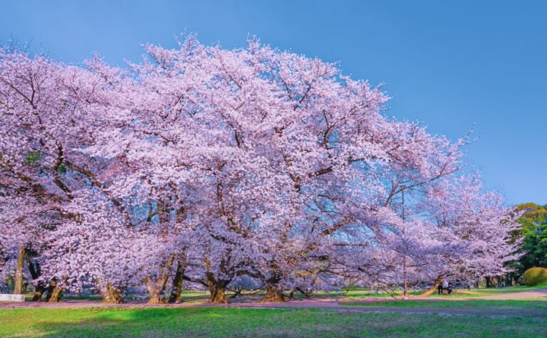 Tokyo’s Aging Cherry Blossom Trees Collapse Amid Hanami Season