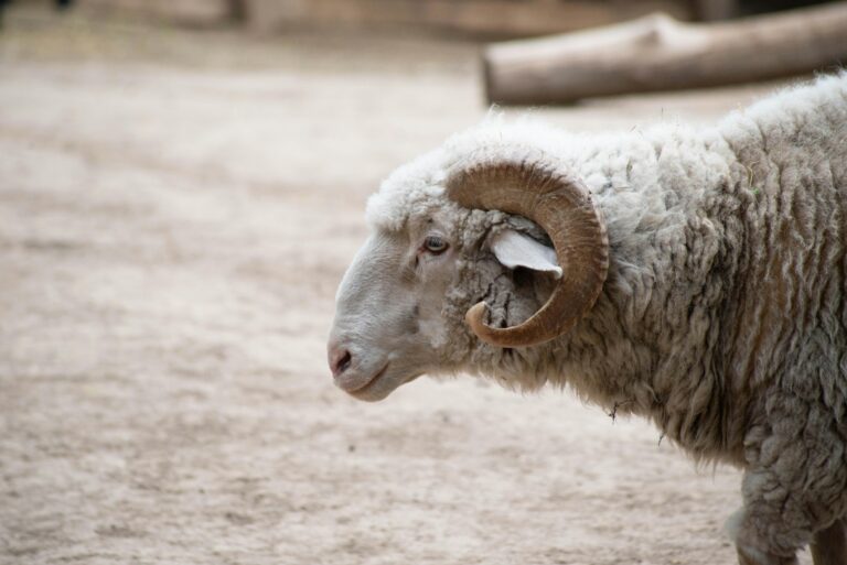 Qirg‘izistonda Qurbon hayiti sanasi ma’lum qilindi