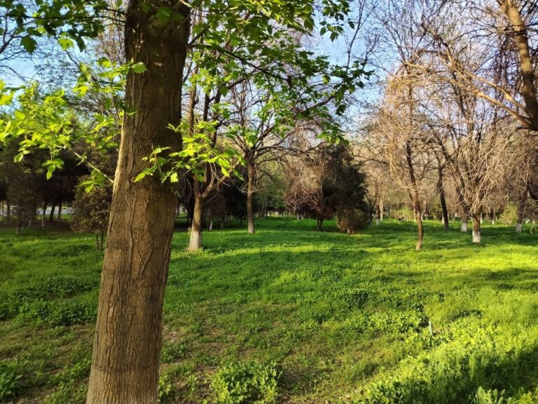 «Open budjet»da g‘olib bo‘la olmagan loyiha «Mening bog‘im» dasturi orqali g‘olib deb topildi