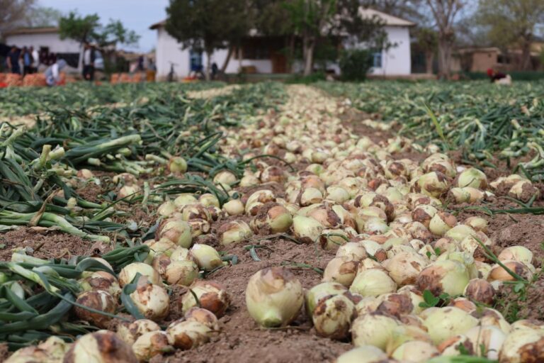 Bozorlarda yangi piyoz narxi qancha