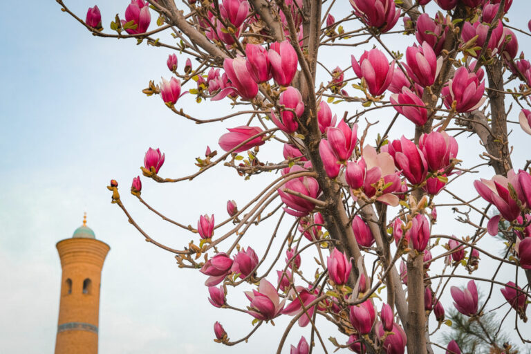 Mirziyoyevning Buxoroga tashrifi, muxlisiga Onix sovg‘a qilgan «Neftchi» — 10-aprelning muhim yangiliklari