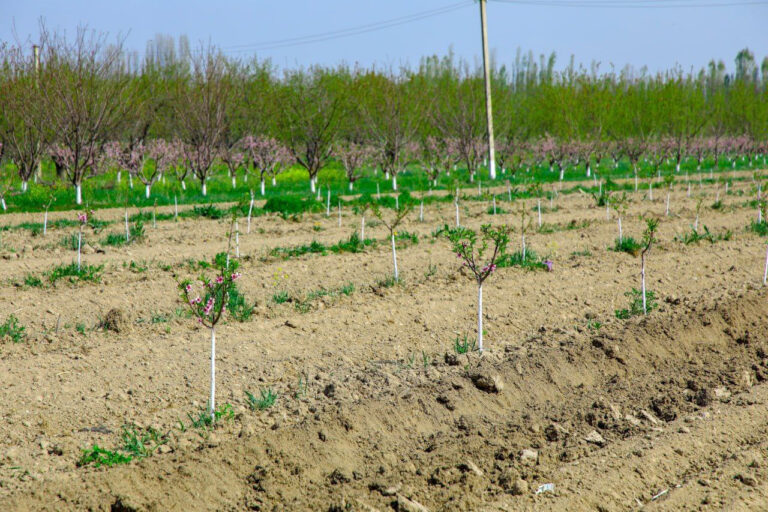 Dala chetlarida ekin ekilmasa 1,2 million so‘mgacha jarima solinadi