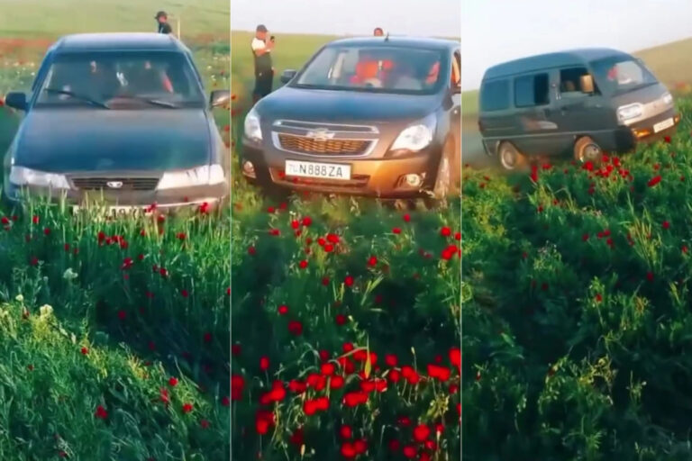 Qashqadaryoda lolazorni payhon qilganlar 61,8 mln so‘m jarimaga tortildi