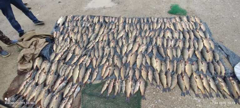 717 mln so‘mlik baliq ovlaganlar “ovlandi”