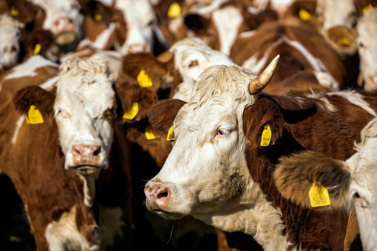 Intervyu: chorva kasalliklari O‘zbekistonga xavf soladimi