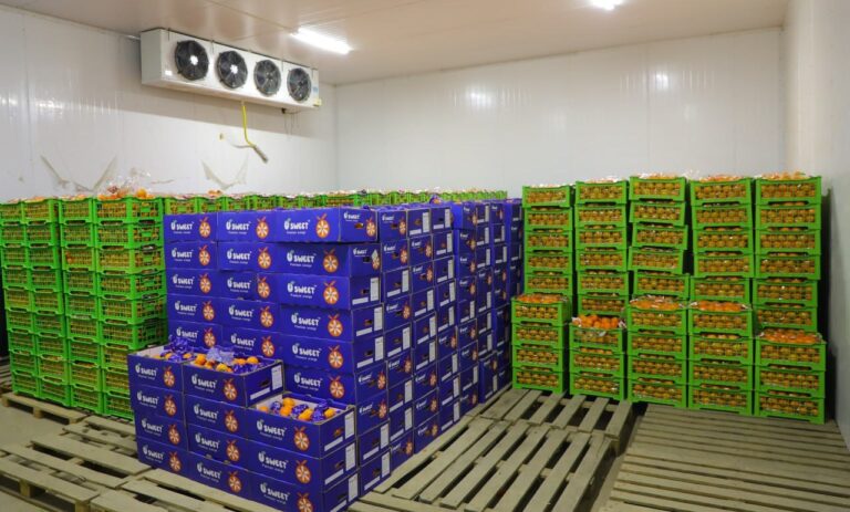 Sirdaryoda 2,5 mlrd so‘mlik yashirin meva olib kirishga urinishning oldi olindi