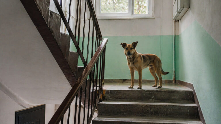 Ko‘p qavatli uylarda uy hayvonlarini saqlash bo‘yicha taqiq belgilandi