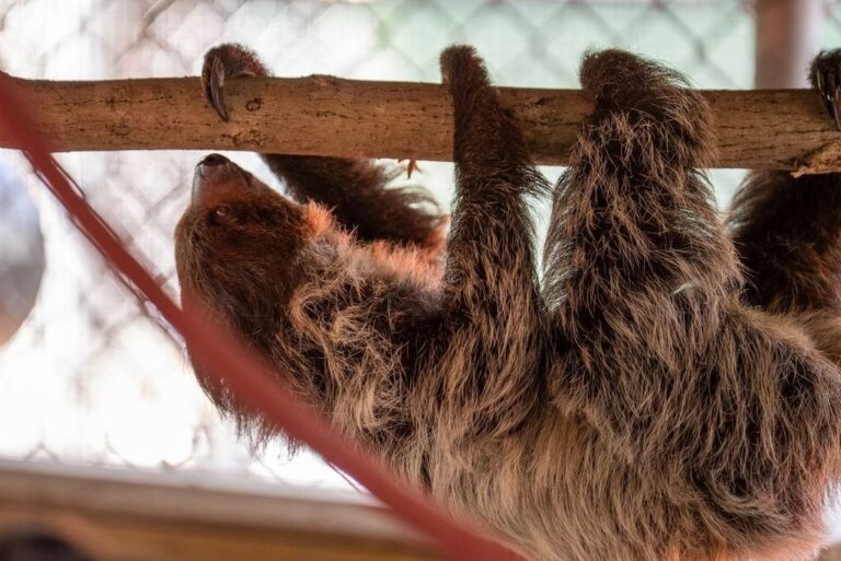 31 Sloths Die in Transit and Storage Ahead of Florida 