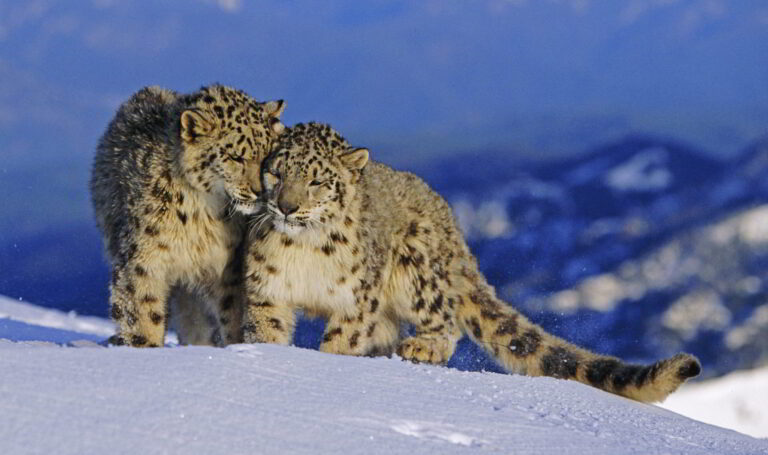 Rail Project Threatens Snow Leopard Habitat in Central Asia, Study Warns
