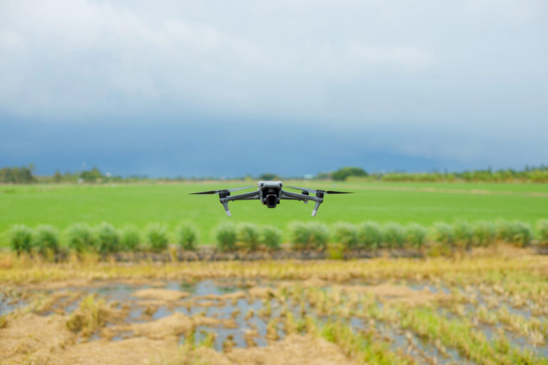 O‘zbekistonda ilk bor dronlar yordamida sholi ekildi