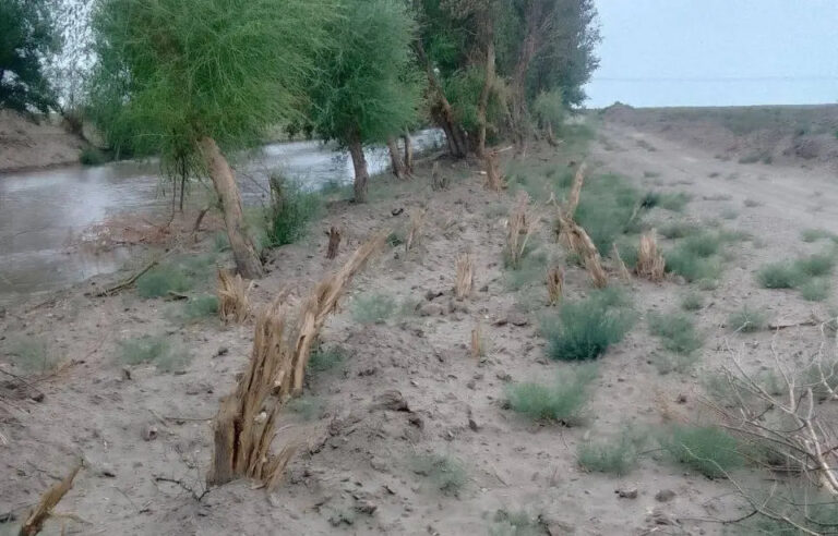 Buxorolik tadbirkorning tabiatga yetkazgan zarari qimmatga tushdi