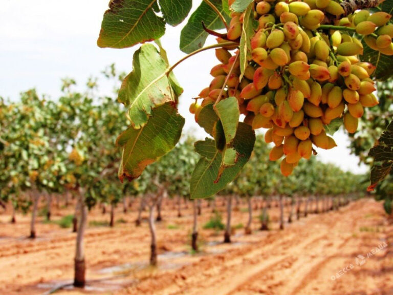 Nurobodda 50 ming gektarlik pista plantatsiyalari barpo etiladi