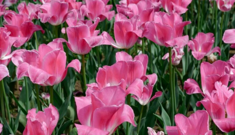 Uzbekistan’s Namangan Sets Guinness World Record with 29.4 Mln Flowers