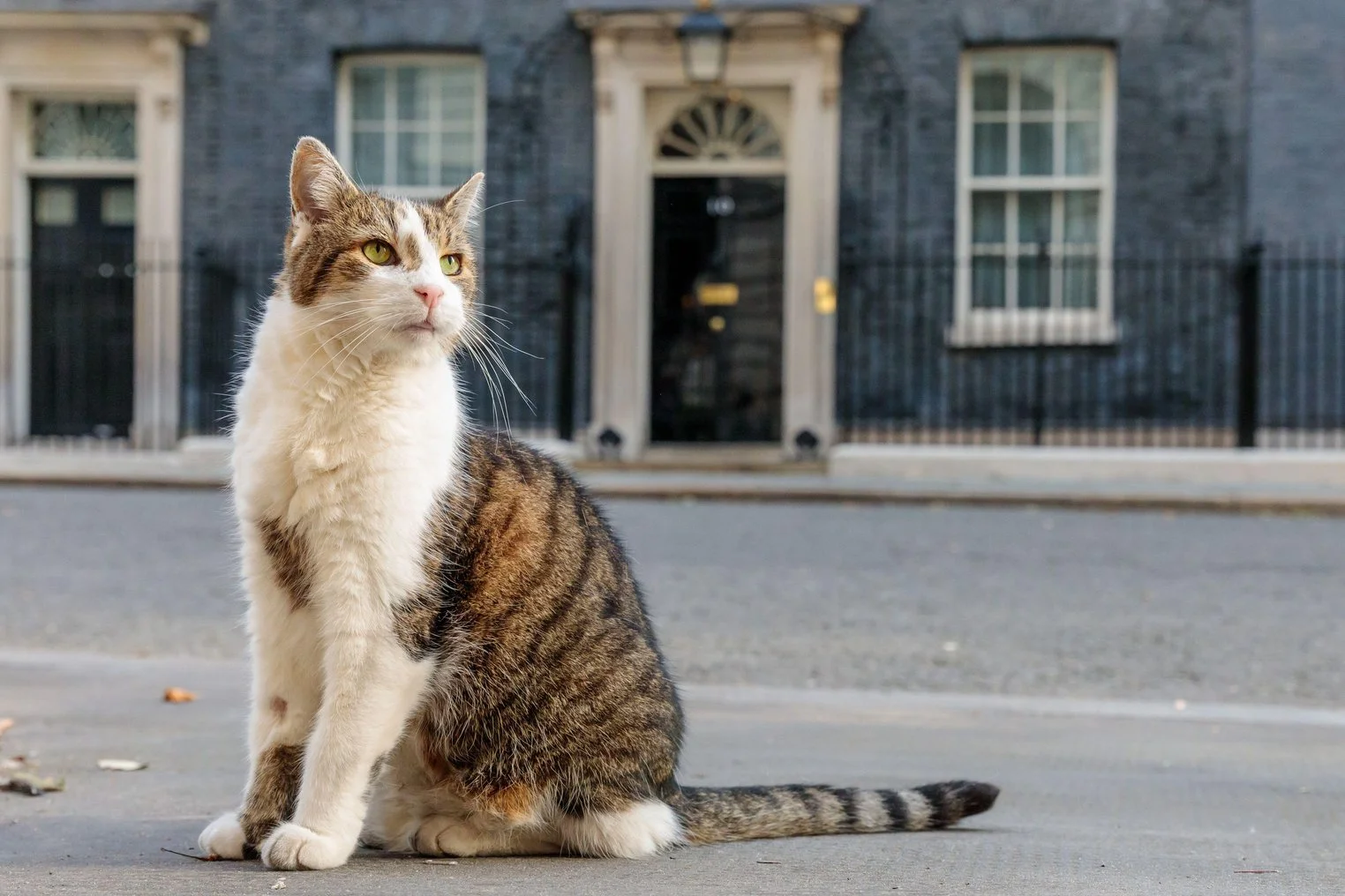 "Keep Calm and Larry On": Chief Mouser’s Account Steals the Spotlight Amid Starmer’s Resignation