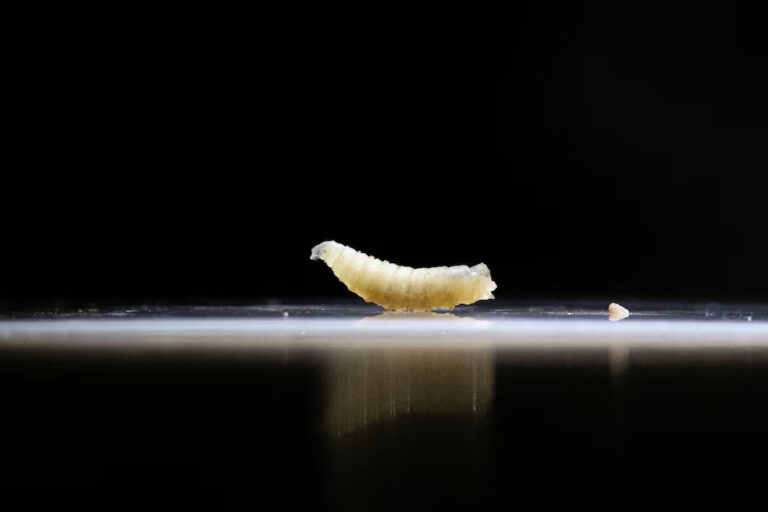 Flesh-Eating Screwworm Discovered in Texas Calf Sparking Fears for U.S. Cattle Market