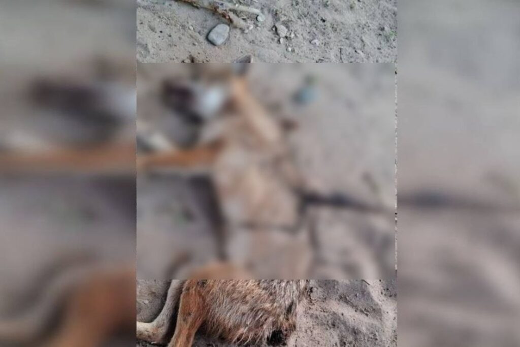Gulistonda chiyabo‘ri 4 kishiga hujum qildi