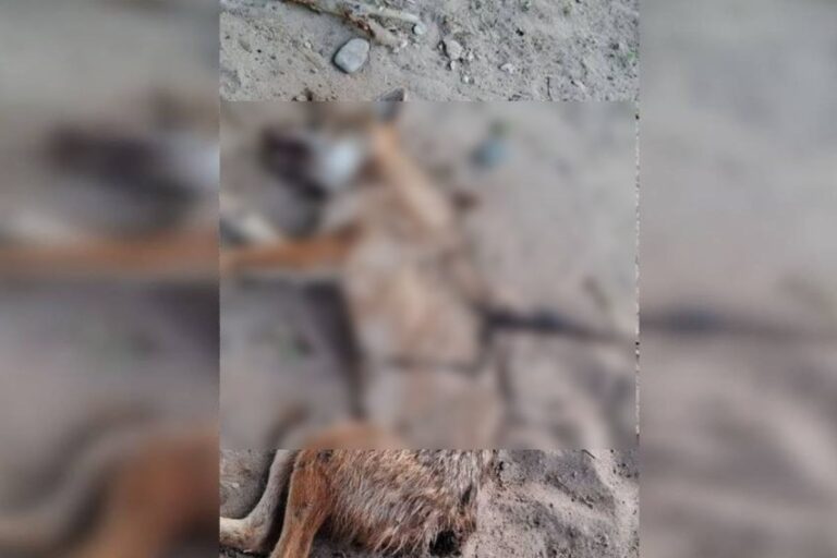 Gulistonda chiyabo‘ri 4 kishiga hujum qildi