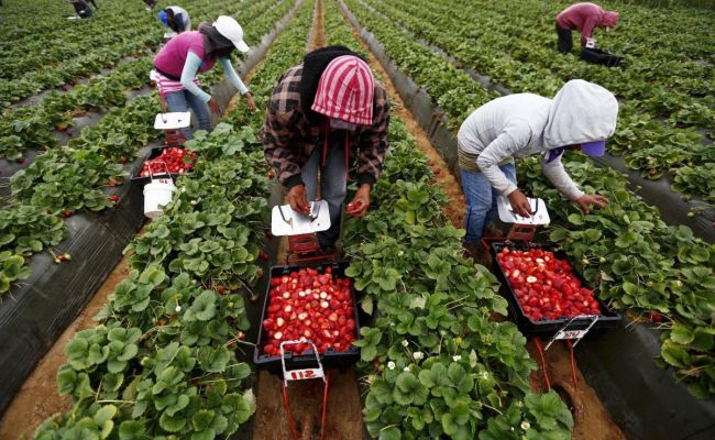 Central Asians Receive Nearly 80% of UK Seasonal Worker Visas