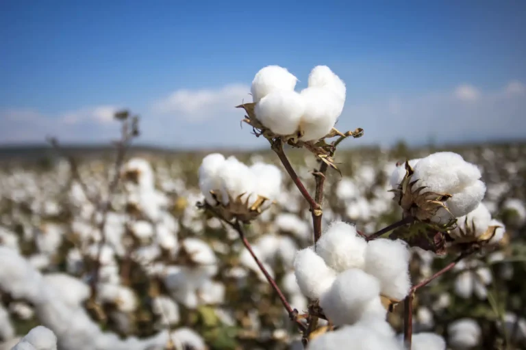 USDA повысило прогноз урожая хлопка в Узбекистане до 740 тыс. тонн