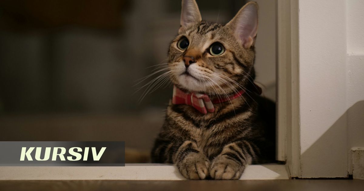 Saida Mirziyoyeva films cats adopted into President's office
