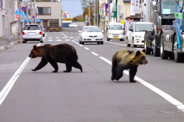 Japan festivals tighten security as bear sightings rise in Tohoku